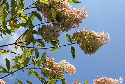 ８月には真っ白だったミナヅキの花が薄紅色になってきました