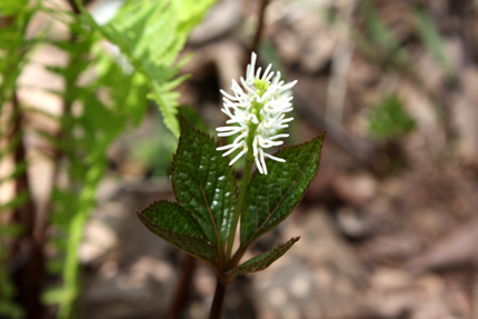 ヒトリシズカ　種を蒔いてから2年目　花をつけています　現在20cmくらい