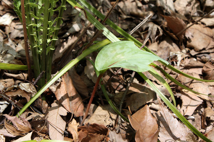 カタクリ　球根を植えてから10年、花を咲かせたのは一度だけです　今年も葉っぱだけかな