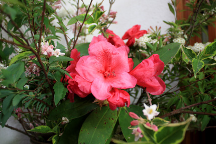 シャクナゲの花はいくつかが寄りそいあい細長い葉っぱに囲まれています