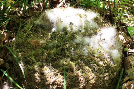 苔や動物の毛らしきものが敷きつめられています