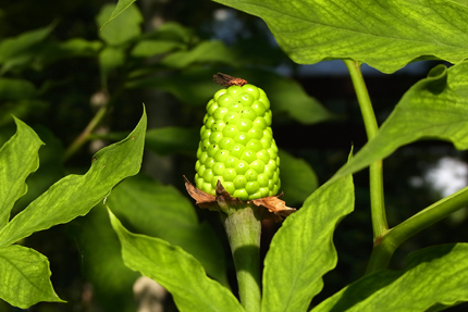 熱射をはじくようにきりりと立っているマムシグサ