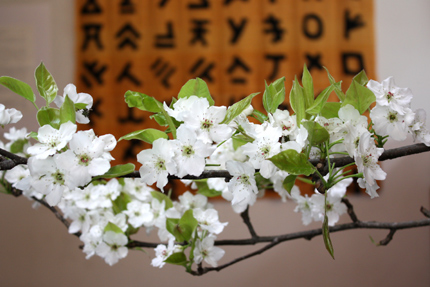 ナシの花. すこし青くさい匂いがします