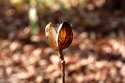 ウバユリの蒴果　種を散らした後の殻