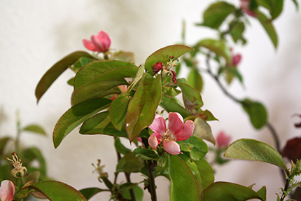 花梨　儚げな五弁の花びら