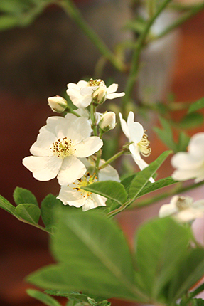 野バラの花。可憐です