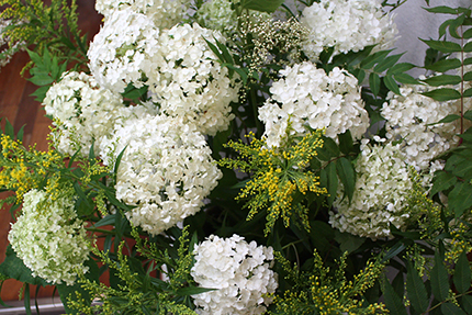 西洋アジサイのアナベルと、ホサキナナカマドは白い花。黄色がソリダコです。