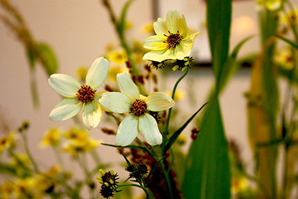 ウィンターコスモス 淡い黄色の可憐な花
