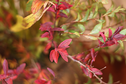 紅く燃えるように色づいたコデマリの葉