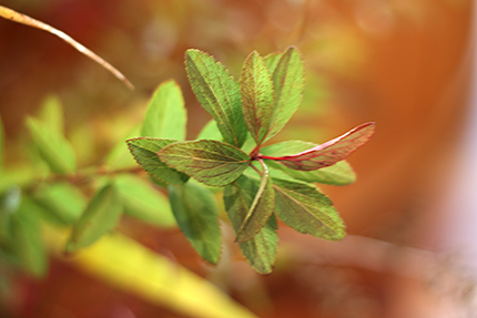 緑から紅へ、ほのかに色づいたコデマリの葉