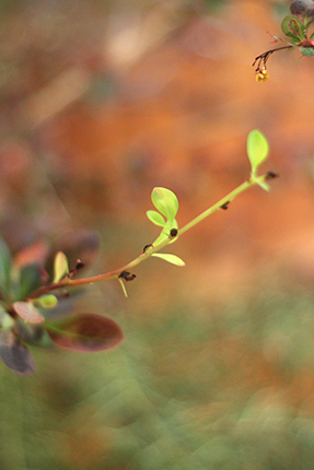 茶色の葉の間から、柔らかな緑が真っ直ぐに伸びています