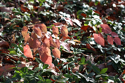 うつくしい草紅葉！ イカリソウです