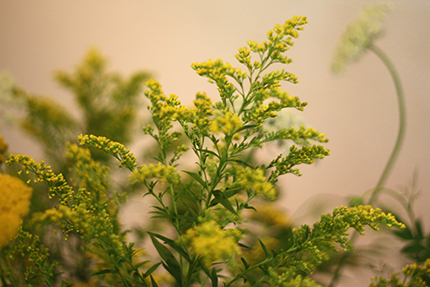 ソリダコ　咲ききる前の佇まいが添え花として映えます