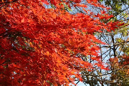 庭の紅葉。燃えるよう