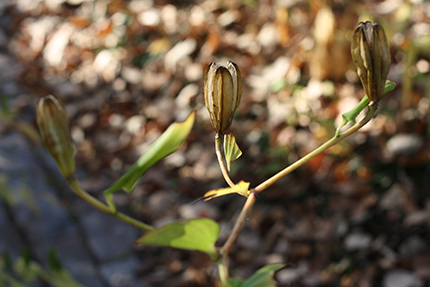 ヤマユリの花殻