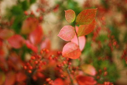 ブルーベリーはつややかな赤に紅葉します