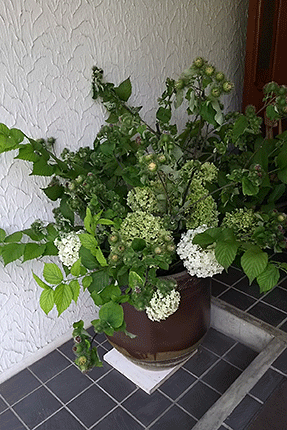 ゴボウを中心にした、アナベルの花と白ヤマブキの葉の活け込み