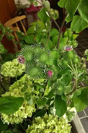 ゴボウの花。アザミの花に似ています