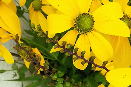 コロコロとした緑色の連なりがクロコスミアの花殻です。クロコスミアはアヤメ科の鮮やかなオレンジ色の花です
