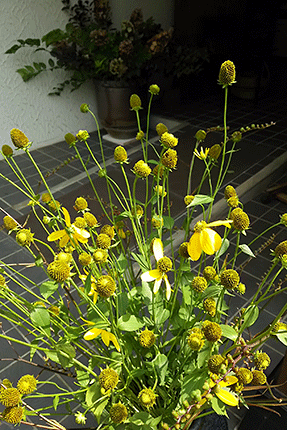 花びらの落ちたアイリッシュアイもまとめ直して別の花器に活け込みました