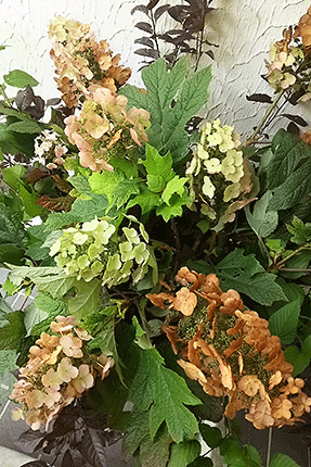 渋く重厚な趣きのカシワバアジサイの花