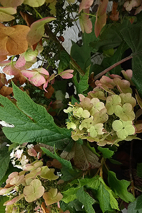 7月半ばに真っ白に咲いたカシワバアジサイの花は、徐々に薄紅色から茶褐色に。