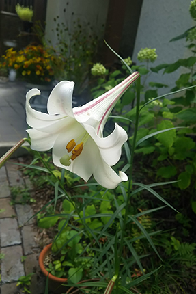 庭の花。タカサゴユリというのだそう。お客様に教えていただきました